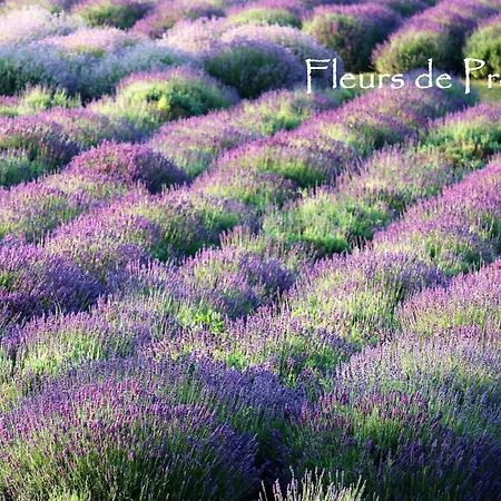 Fleurs De Provence Apartment L'Isle-sur-la-Sorgue Exterior photo