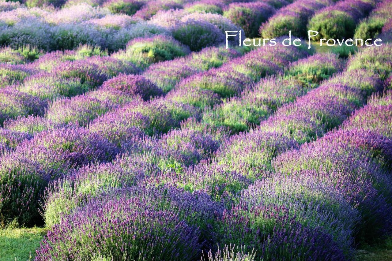 Fleurs De Provence